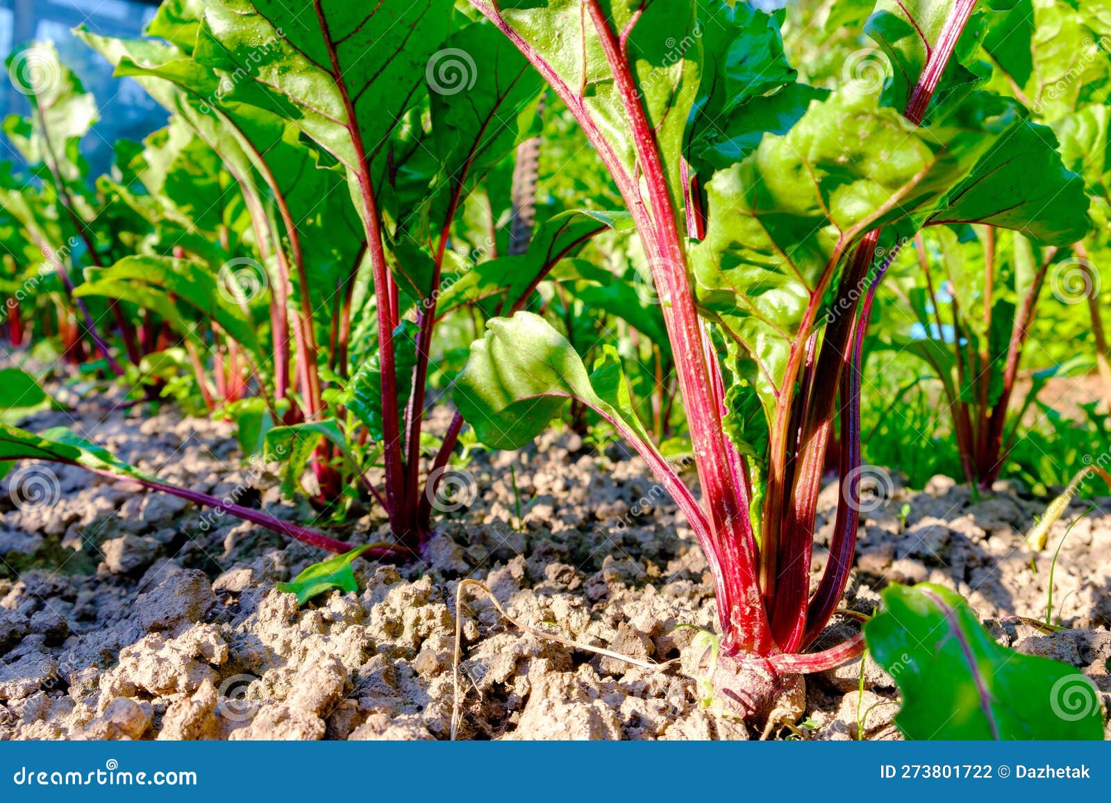 Young Fresh Beet Leaves. Beetroot Plants in a Row Closeup Stock Photo