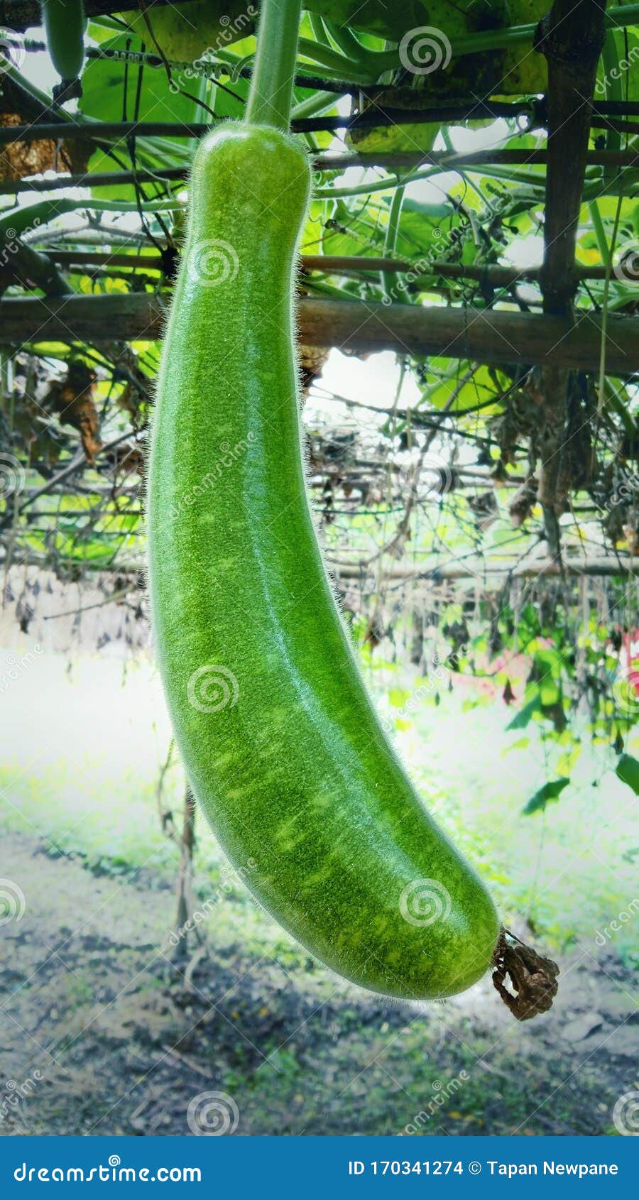 1 129 Vegetable Bottle Gourd Farm Photos Free Royalty Free Stock Photos From Dreamstime 1 129 Vegetable Bottle Gourd Farm Photos Free Royalty Free Stock Photos From Dreamstime