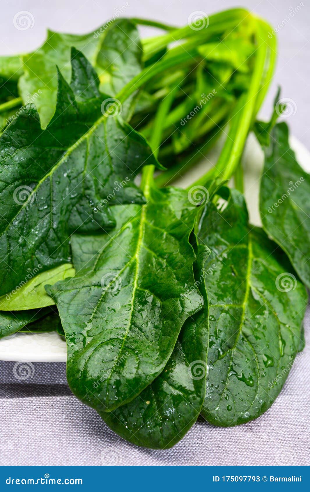 Young Fresh Leaves of Green Organic Spinach Ready To Cook Stock Image