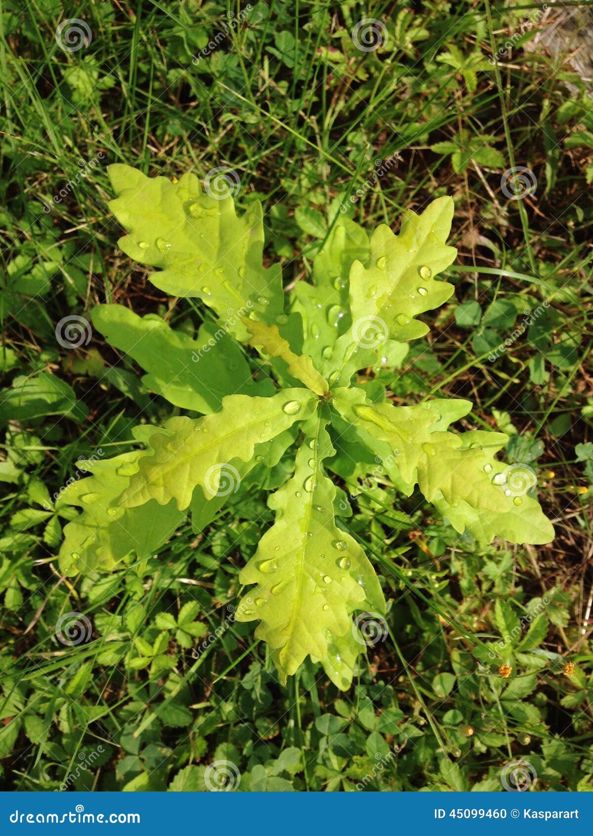 Young Fresh Oak Tree in the Garden Stock Photo Image of tree, nature