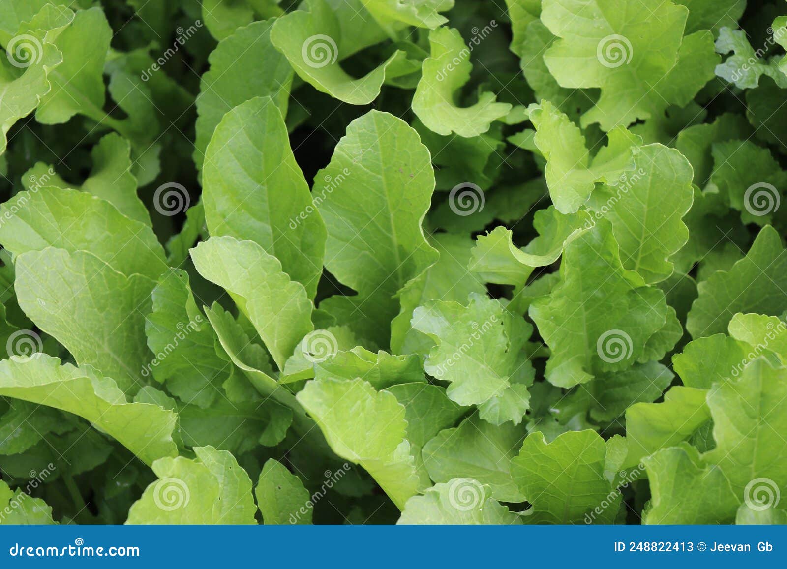Young and Fresh Radish Leaves Growth Background Stock Image Image of