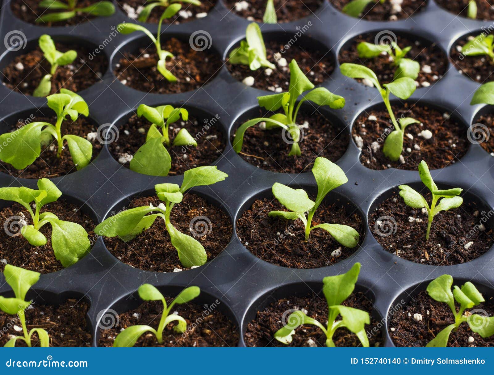 Young Fresh Seedlings in Plastic Pots, Organic Growing Vegetables Stock
