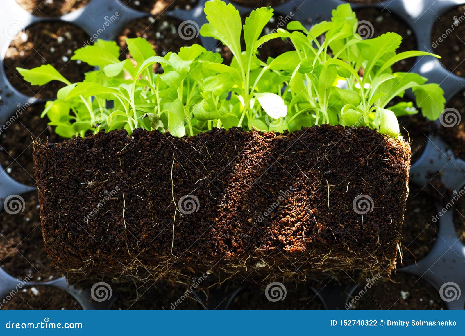 Young Fresh Seedlings in Plastic Pots, Organic Growing Vegetables Stock