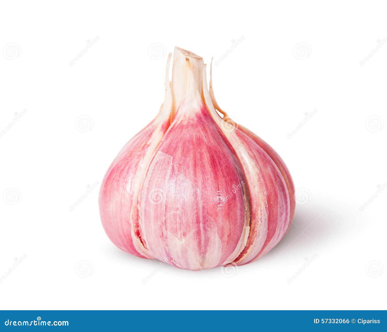 Young Fresh Whole Head of Garlic Stock Photo Image of organic, ripe
