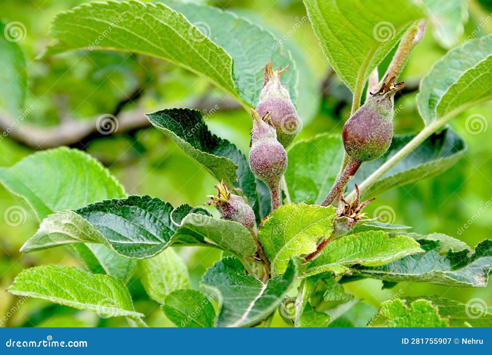 young fruit apples growintg on a tree in garden. young apple buds primordium. young apple at fruitlet stage