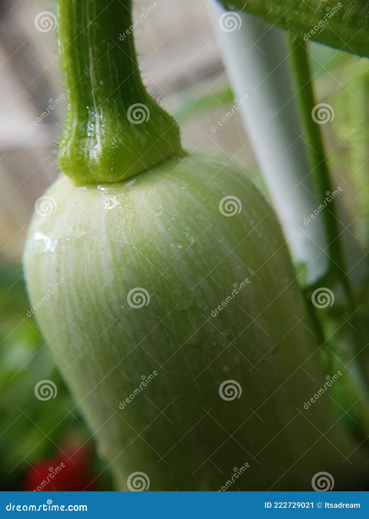 Fruit of a Butternut Squash Plant Stock Image Image of small, squash