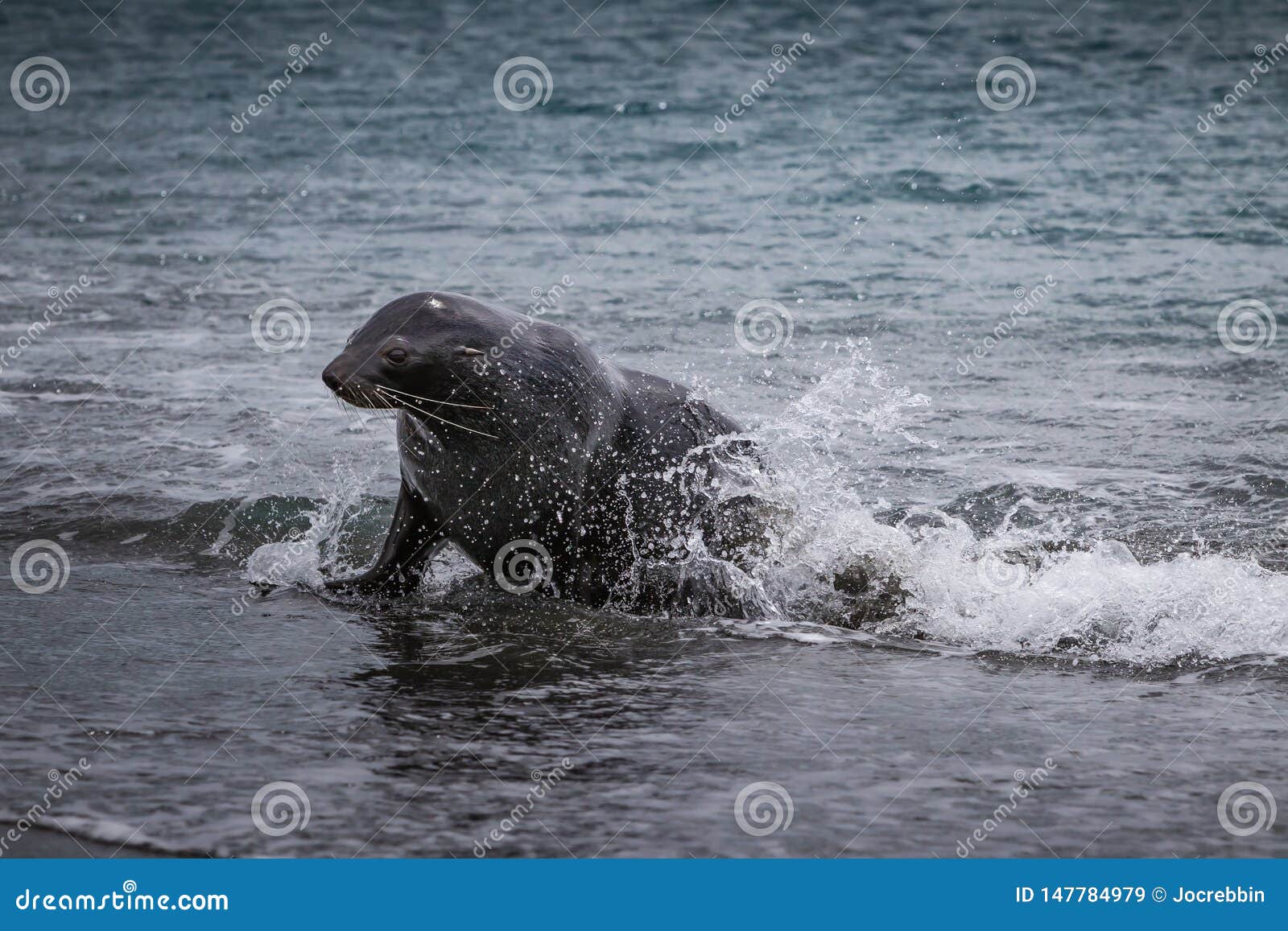 young fur seal exits the ocean