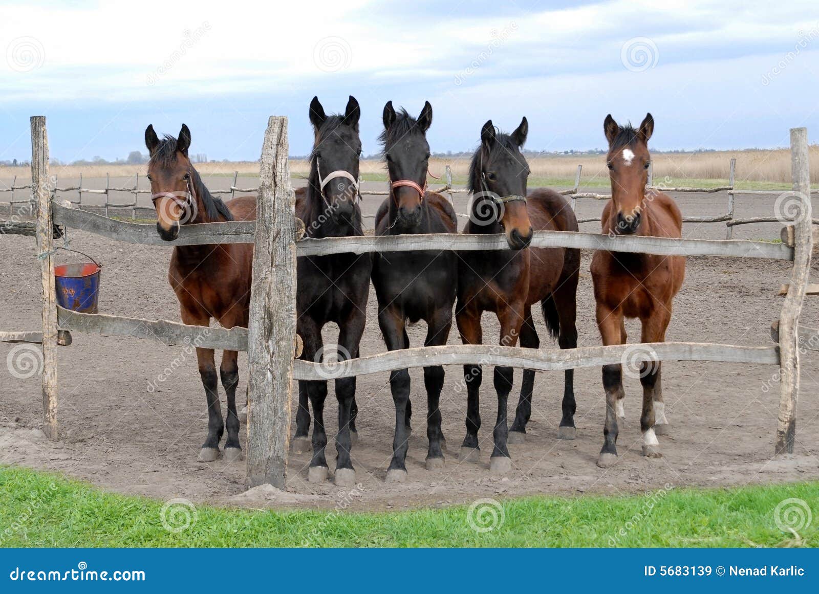 young future racin horses