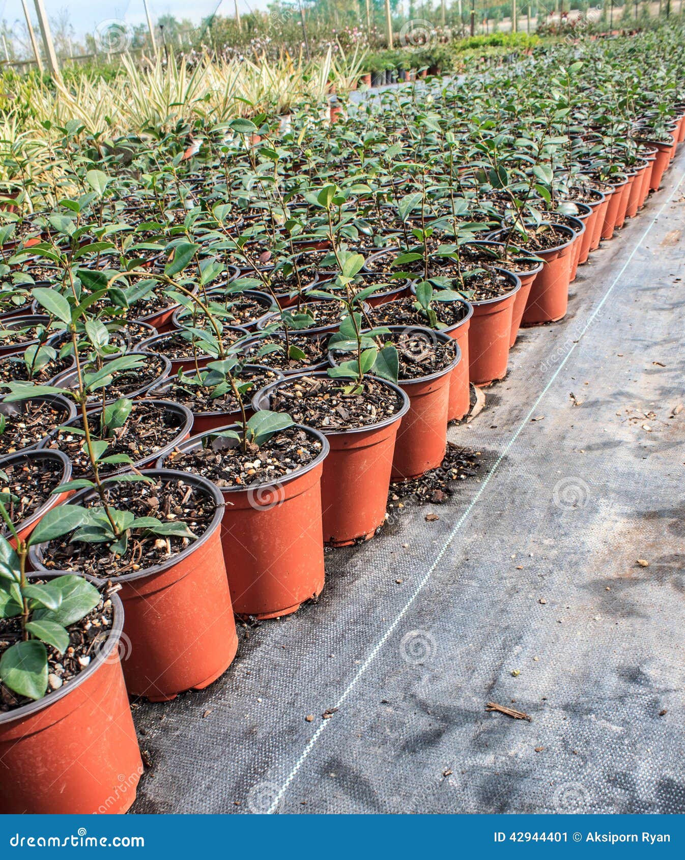 Young garden stock image. Image of crop, grow, farming - 42944401