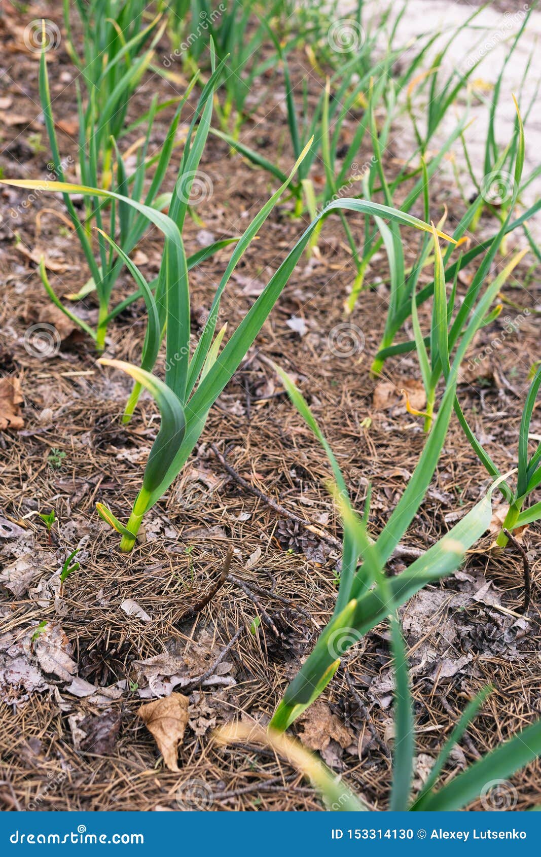 Young Garlic in the Garden Mulching Needles with Cones Stock Photo