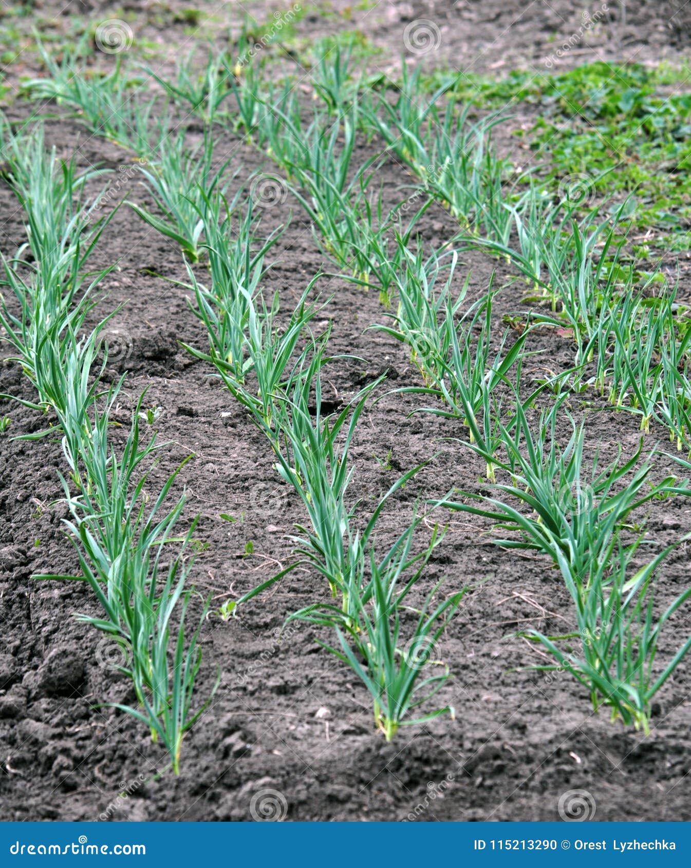 Garlic Grows In The Open Ground Stock Photo 278554800