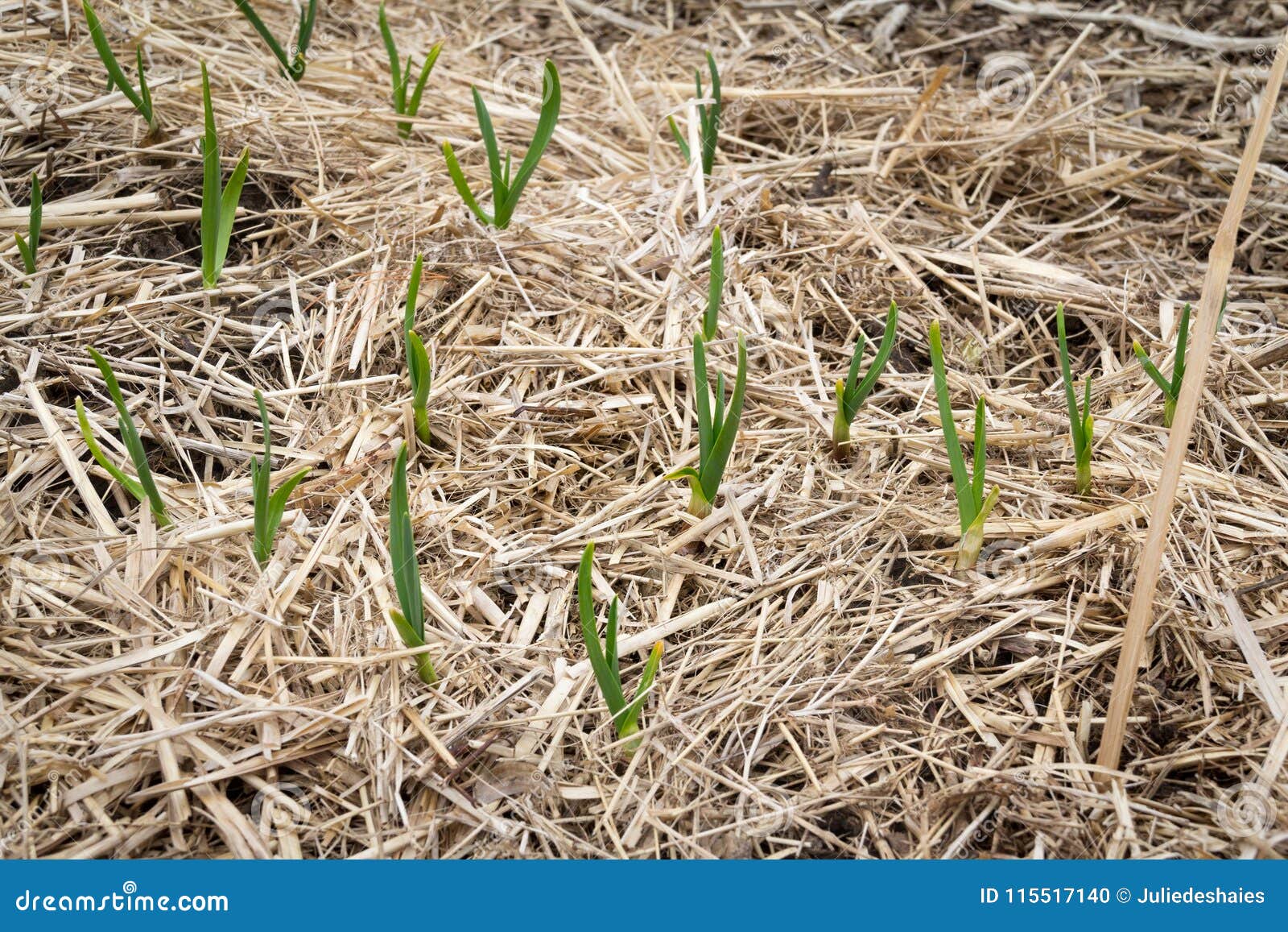 Young Garlic Sprouting in the Garden Covered with Straw Stock Photo