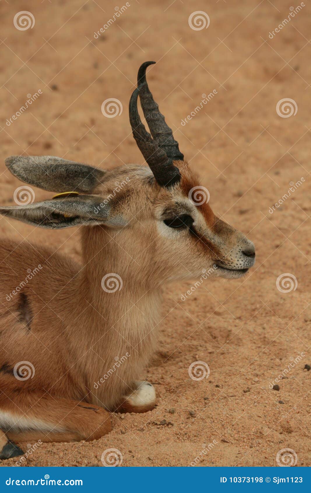 young gazelle