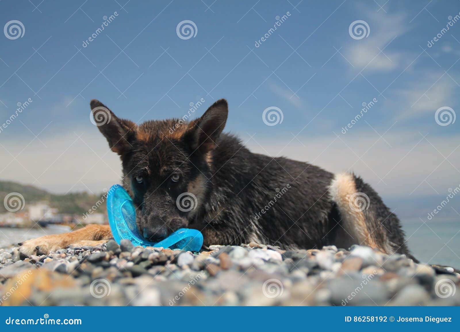 young german shepherd dog