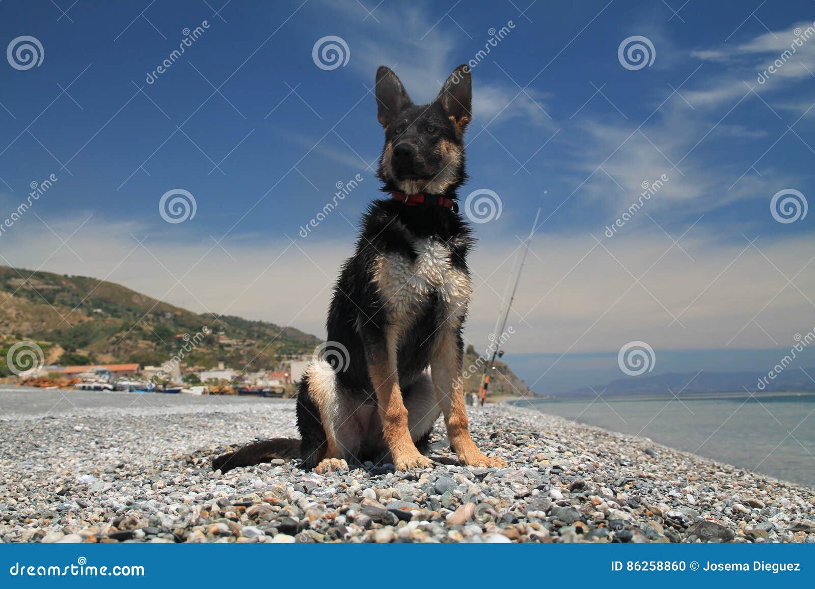 young german shepherd dog