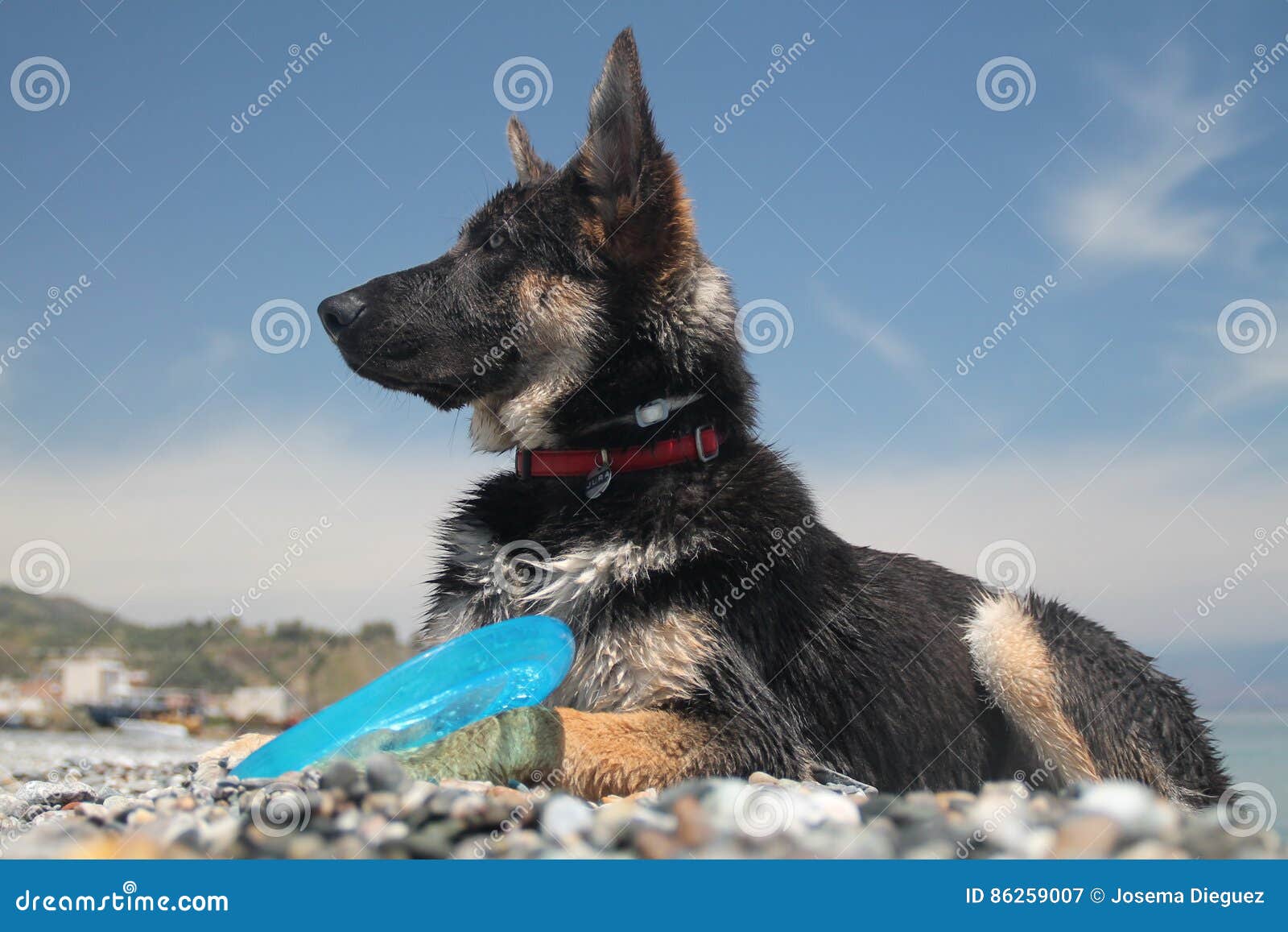 young german shepherd dog