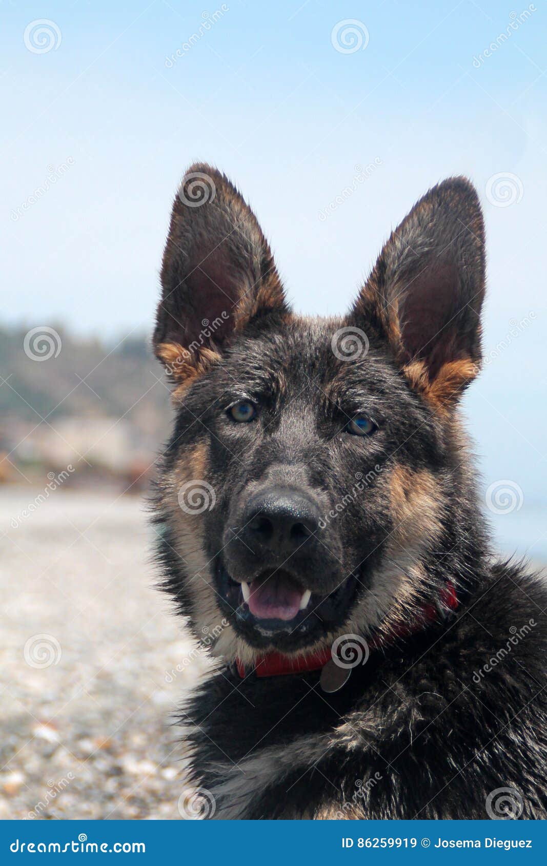 young german shepherd dog