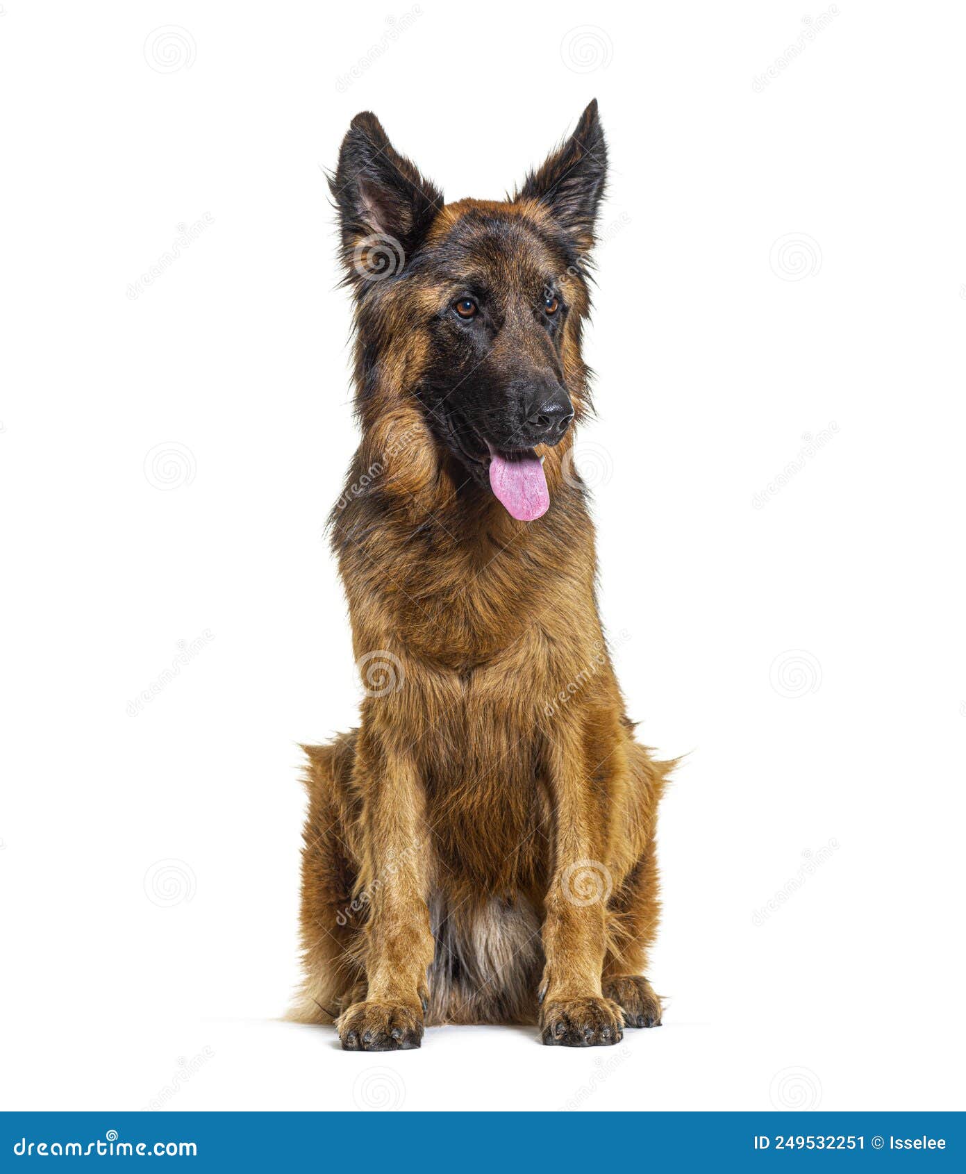 Young German Shepherd Dog Sitting and Panting Stock Image Image of