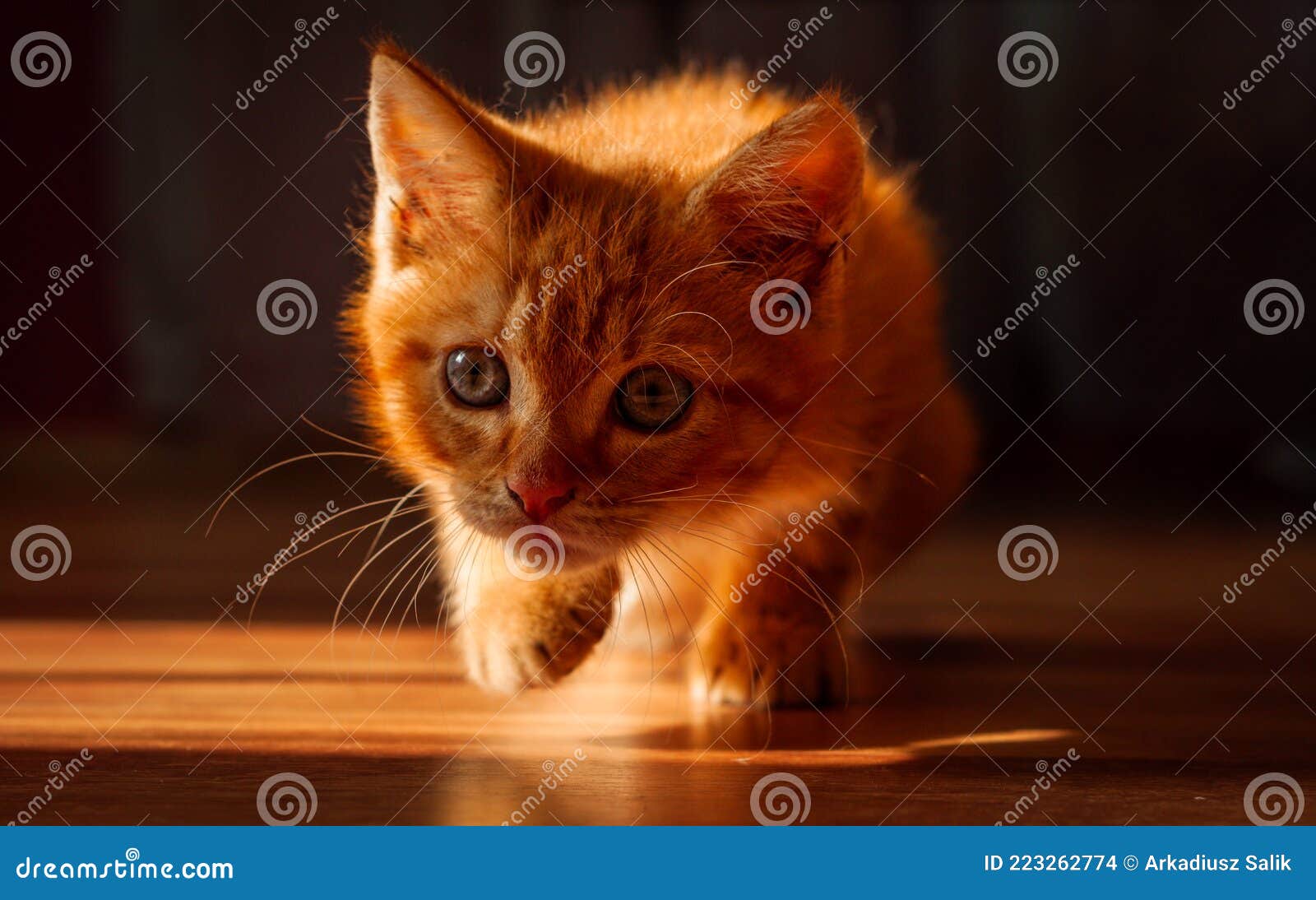 A Young Ginger Kitten Looking for Fun Stock Photo Image of looking