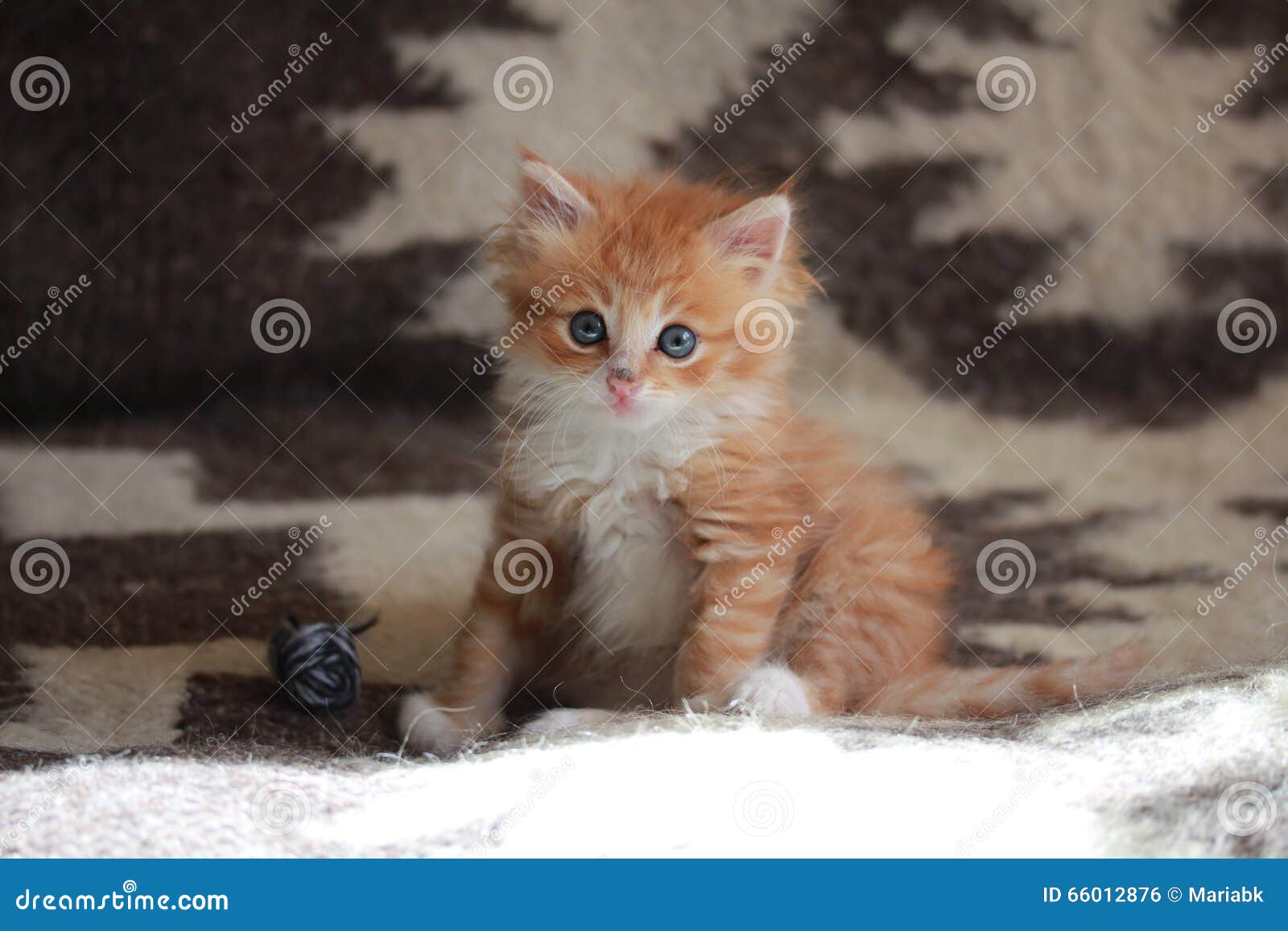 Young ginger Siberian cat. stock photo. Image of blanket 66012876