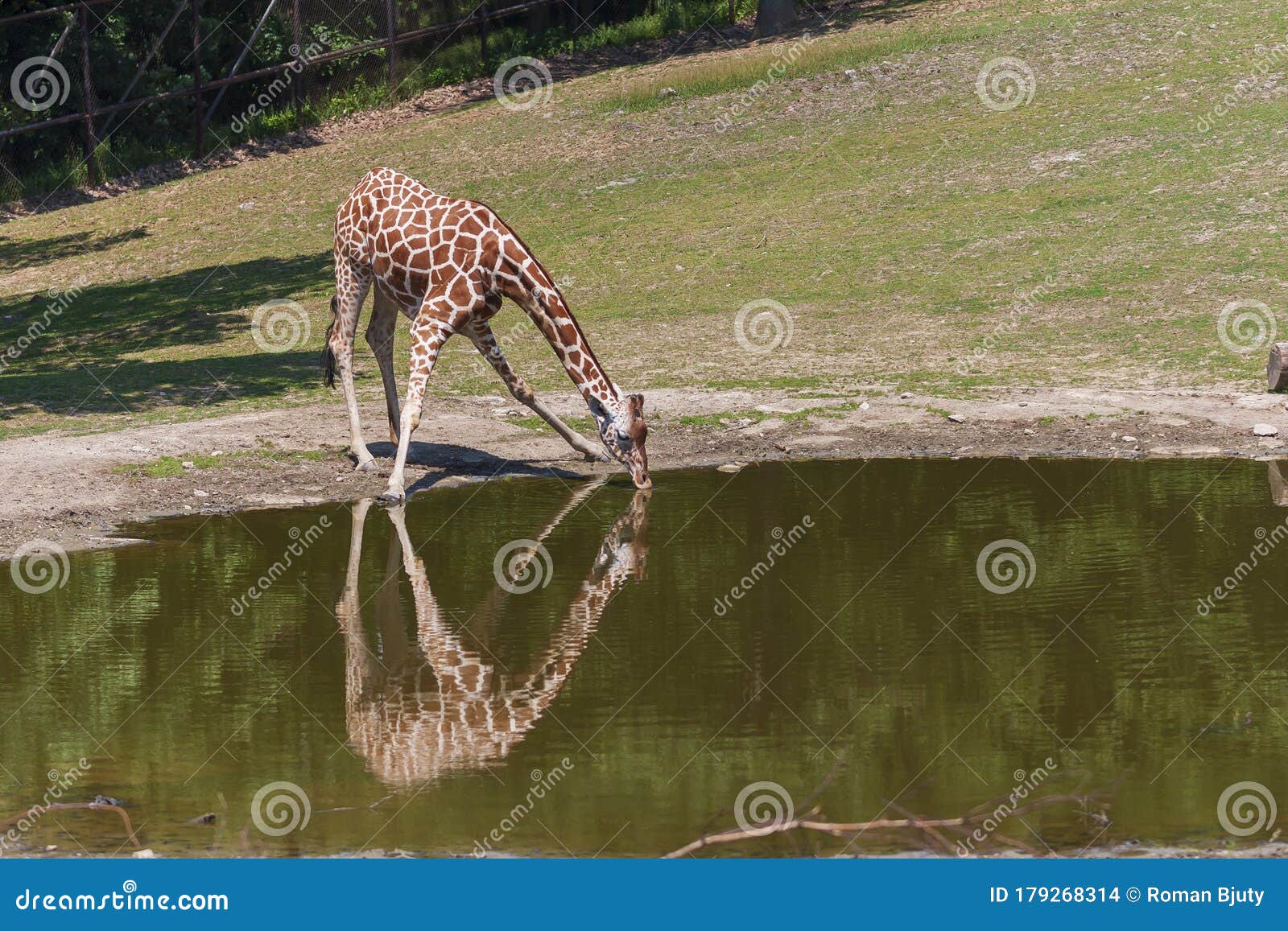 Young Giraffe is Near the Water and Drinks Stock Photo Image of