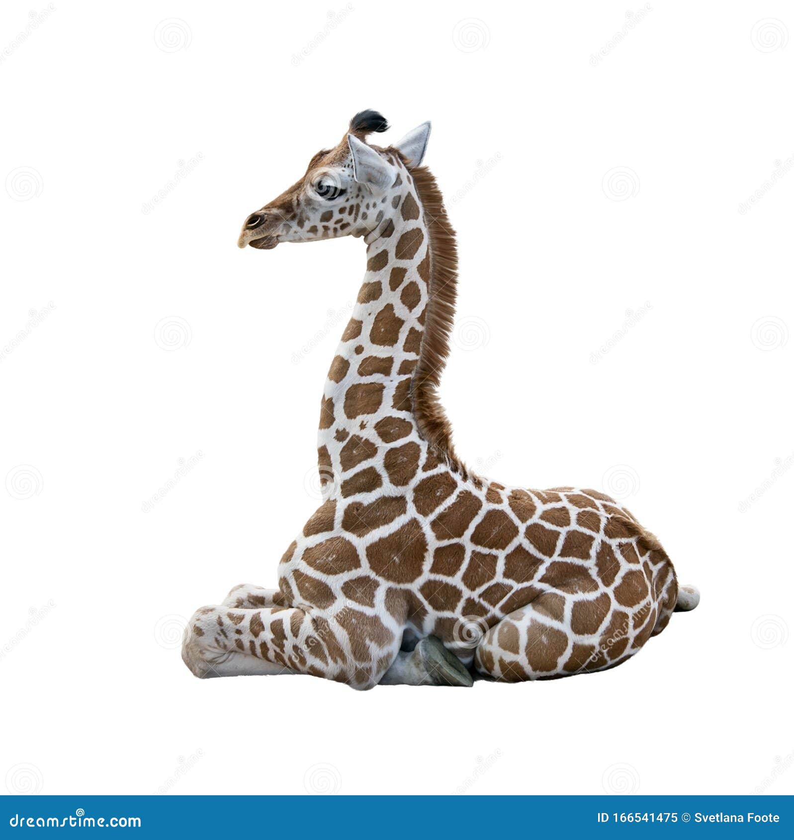Young Giraffe Drinking Water Stock Photography | CartoonDealer.com #6165104
