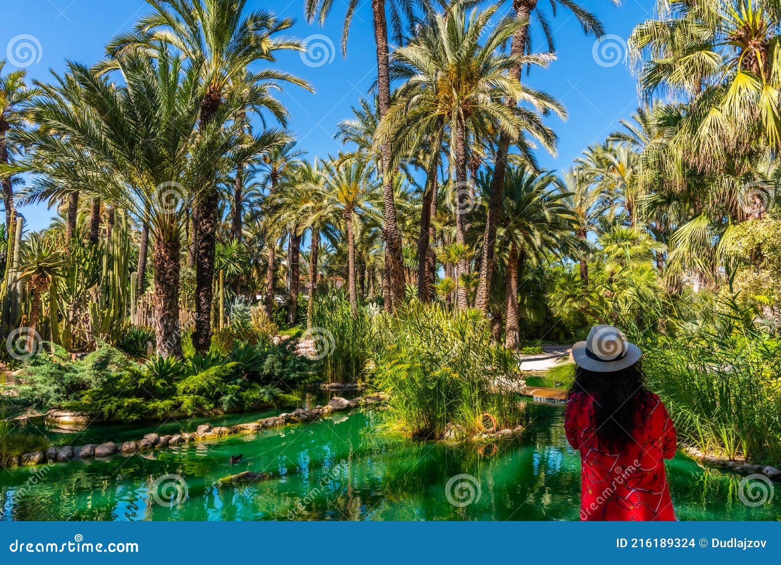 a young girl is admiring palm groves at huerto del cura garden in elche