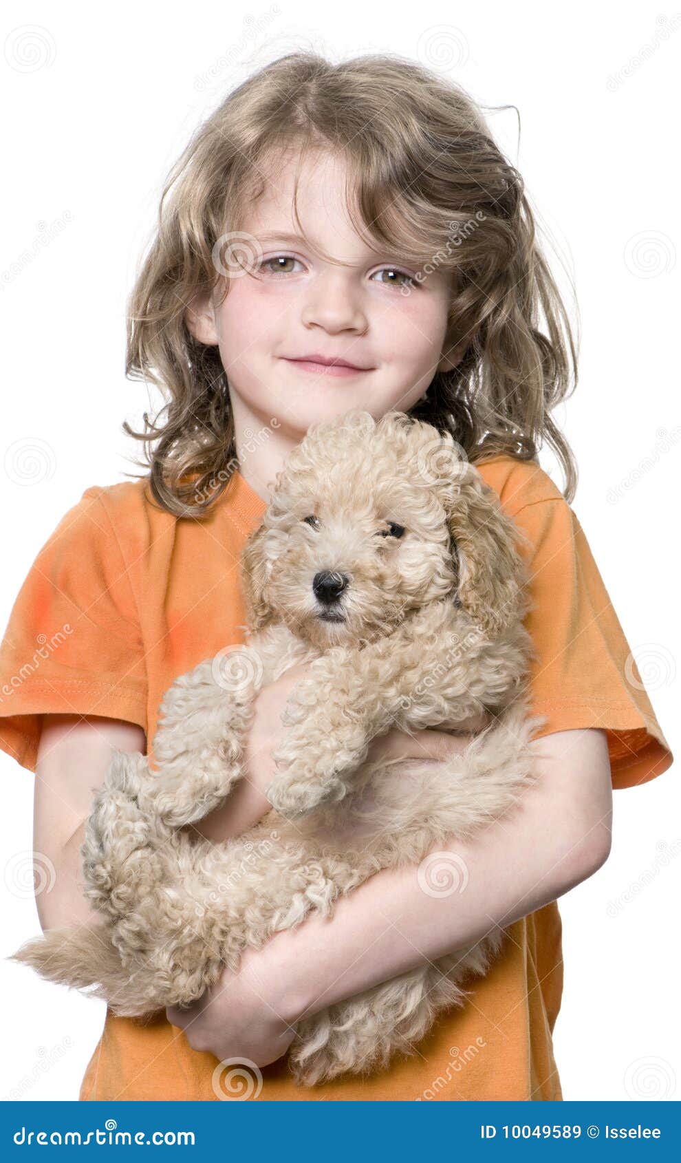 Young Girl With Her Toy Poodle Puppy (9 Weeks Old) Royalty Free Stock ...