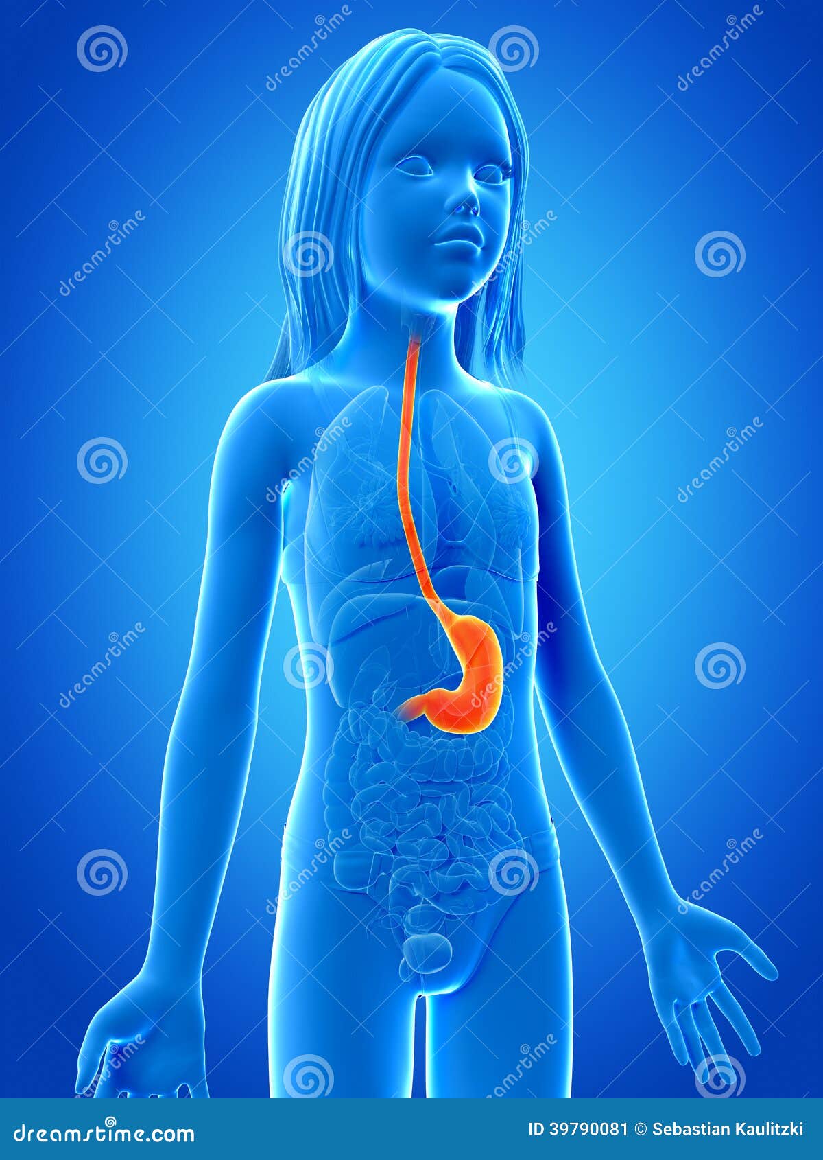 Young girl - the stomach stock illustration. Illustration of body