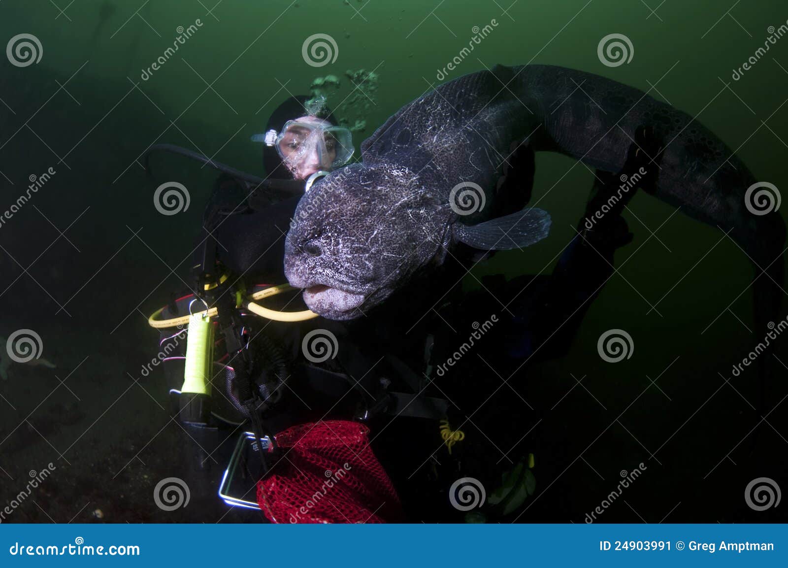 wolf eel angry wolf eel angry