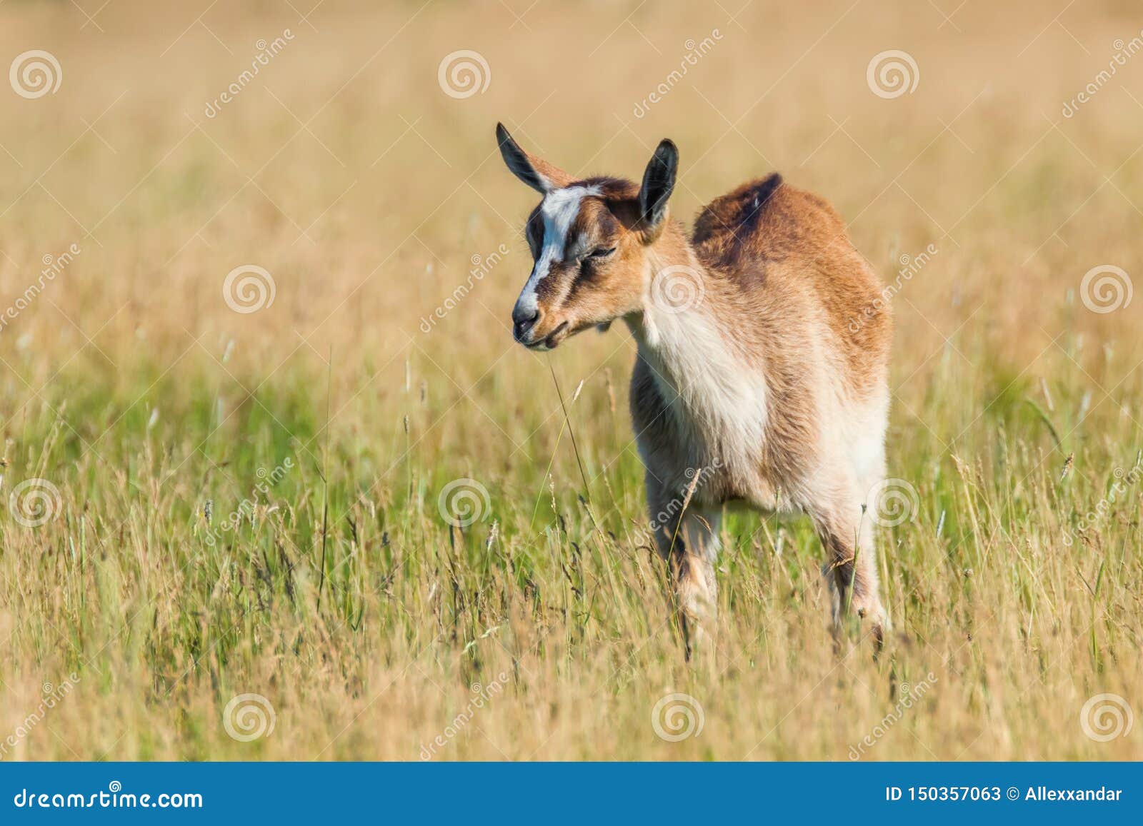Young Goat Grazes in a Meadow, Goat Kid Stock Image Image of baby
