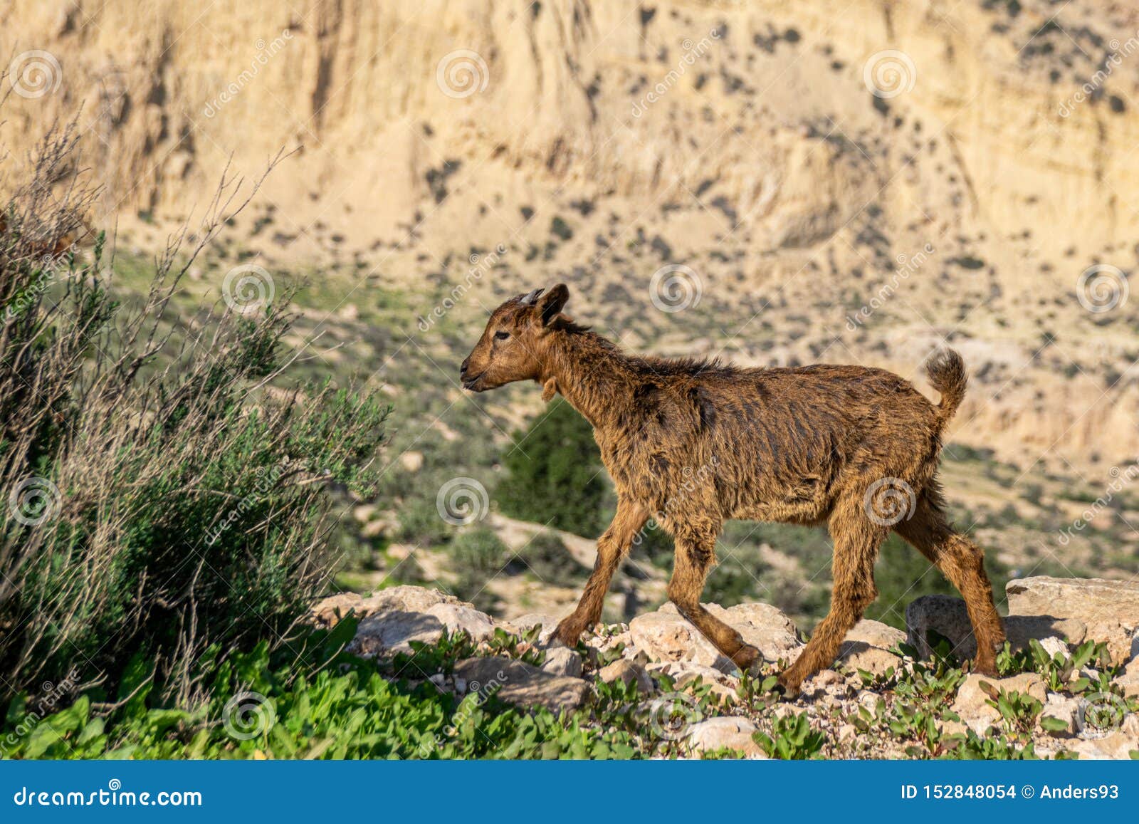 Young Goat Kid Walking Across a Stone Wall Stock Photo Image of goat