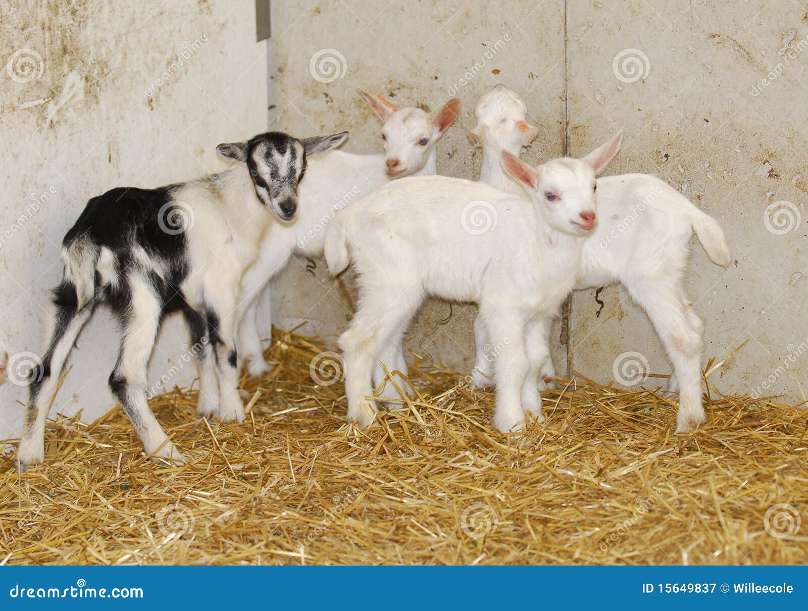 Kid, Young Goat Stock Photo 72720522