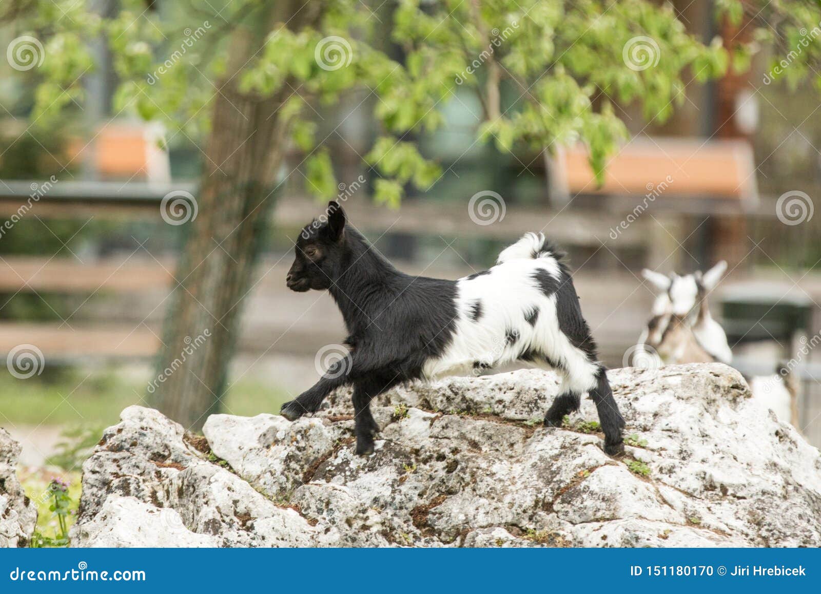 Young Goat Kit Playing and Jumping on Rock on Farm. Funny Baby Animal in  Spring Time, Countryside, Cute and Cheerful Mammal, Stock Photo - Image of  cute, grass: 151180170
