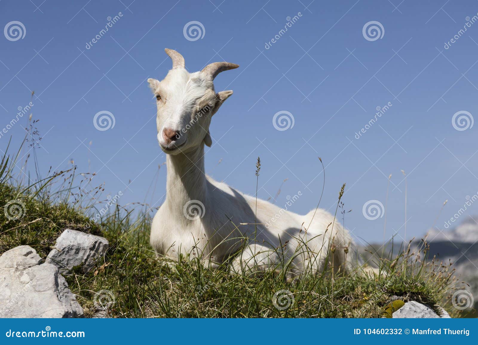 Young Goat Sits Relaxed on the Meadow and Looks into the Camera Stock ...