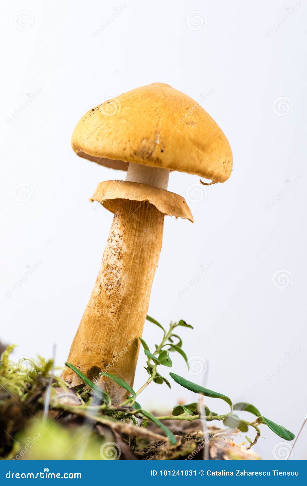 young golden bootleg mushroom