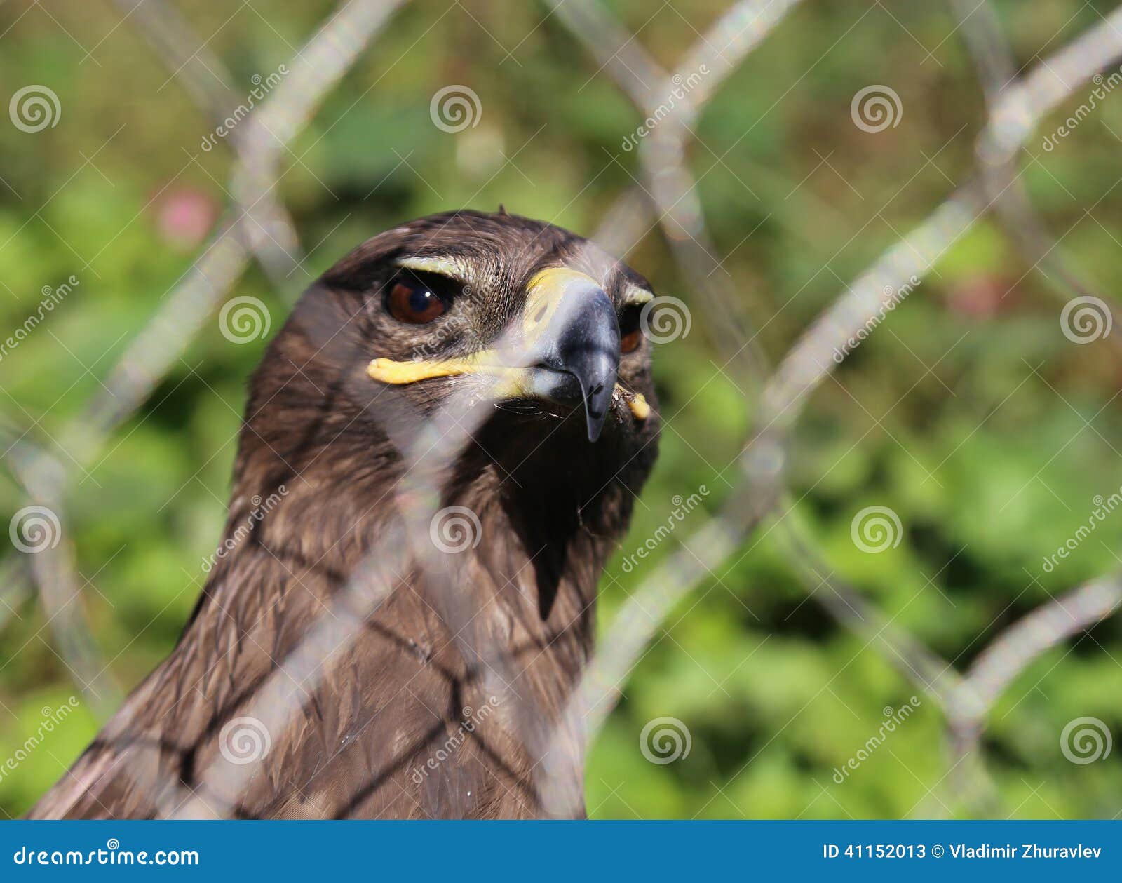 Young Golden Eagle (Aquila Chrysaetos) Stock Image Image of golden, profile 41152013