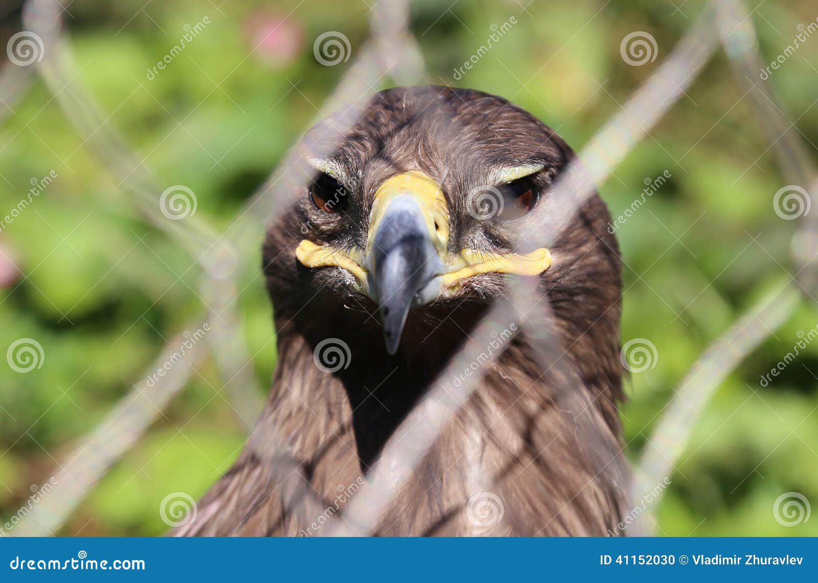 Young Golden Eagle (Aquila Chrysaetos) Stock Photo Image of serious