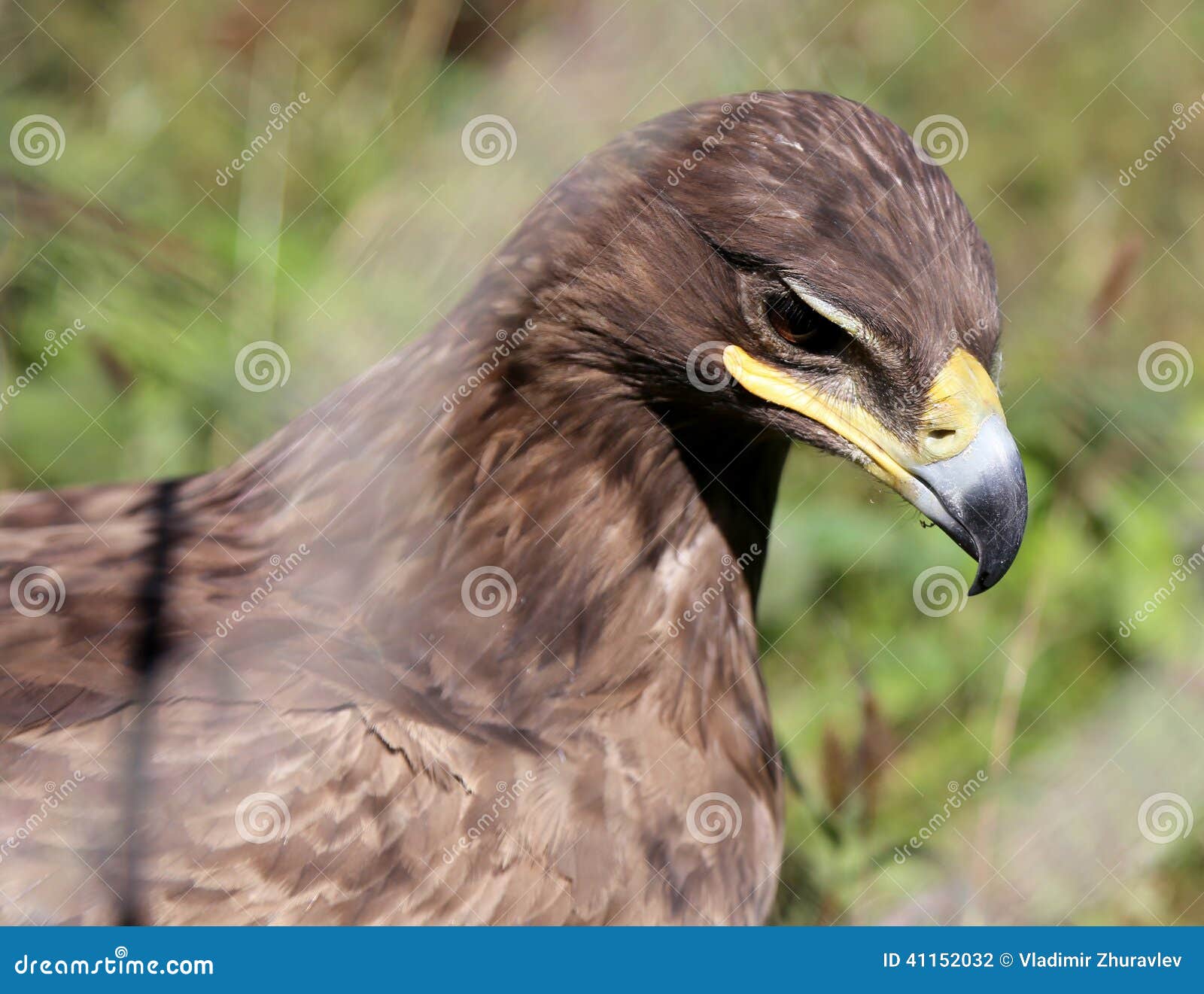 Young Golden Eagle (Aquila Chrysaetos) Stock Photo Image of nature
