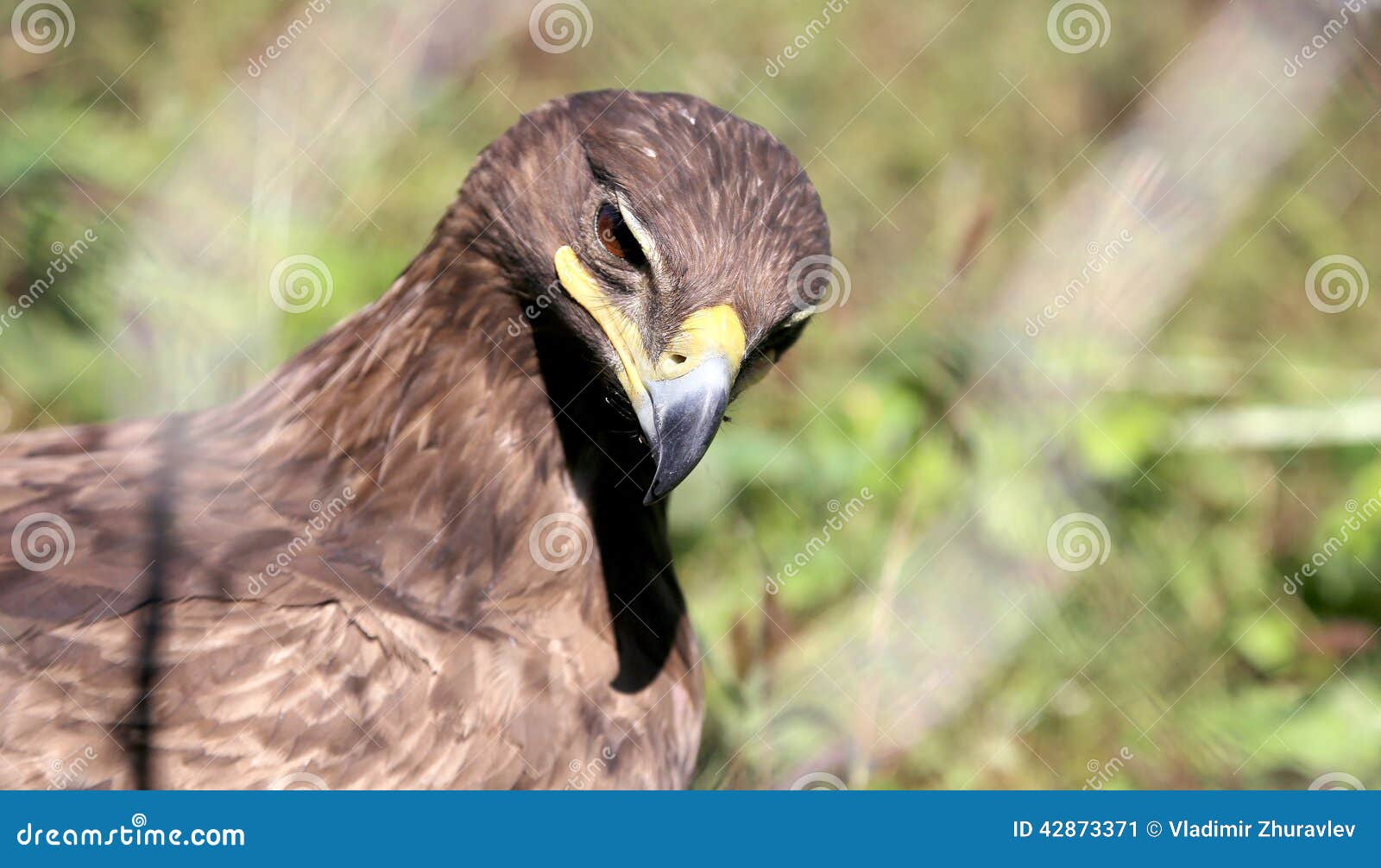 Young Golden Eagle (Aquila Chrysaetos) Stock Image Image of chrysaetos, wild 42873371