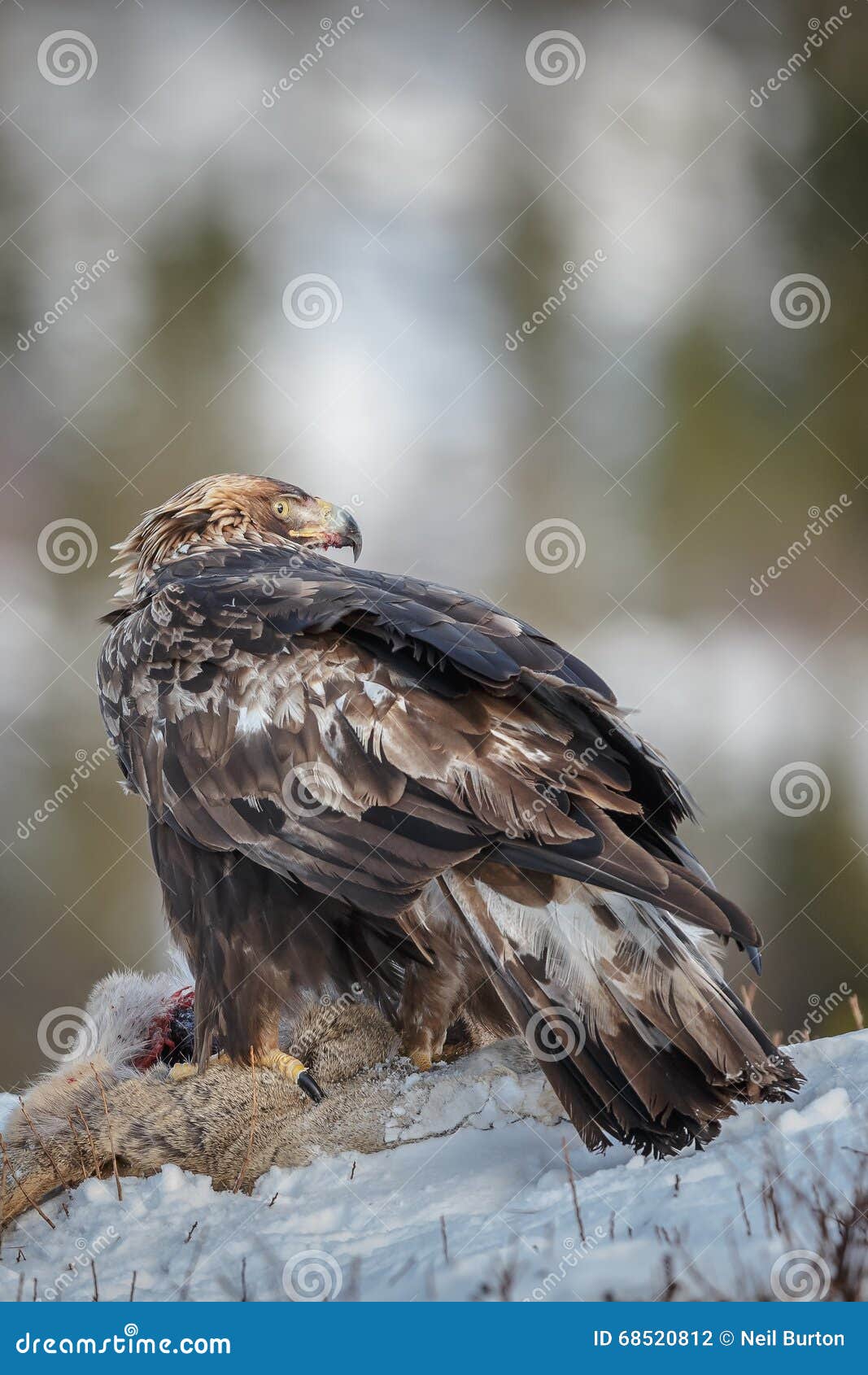 A Young Golden Eagle in Mountain Terrain Stock Photo Image