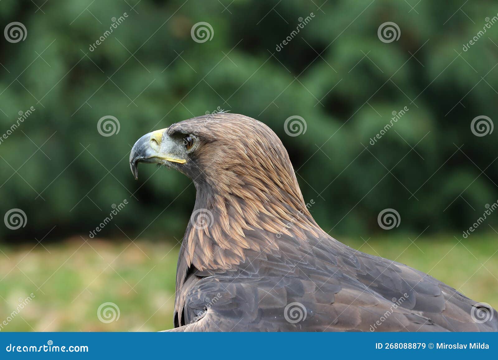 Young Golden Eagle Portrait Stock Image Image of falconry, hunter