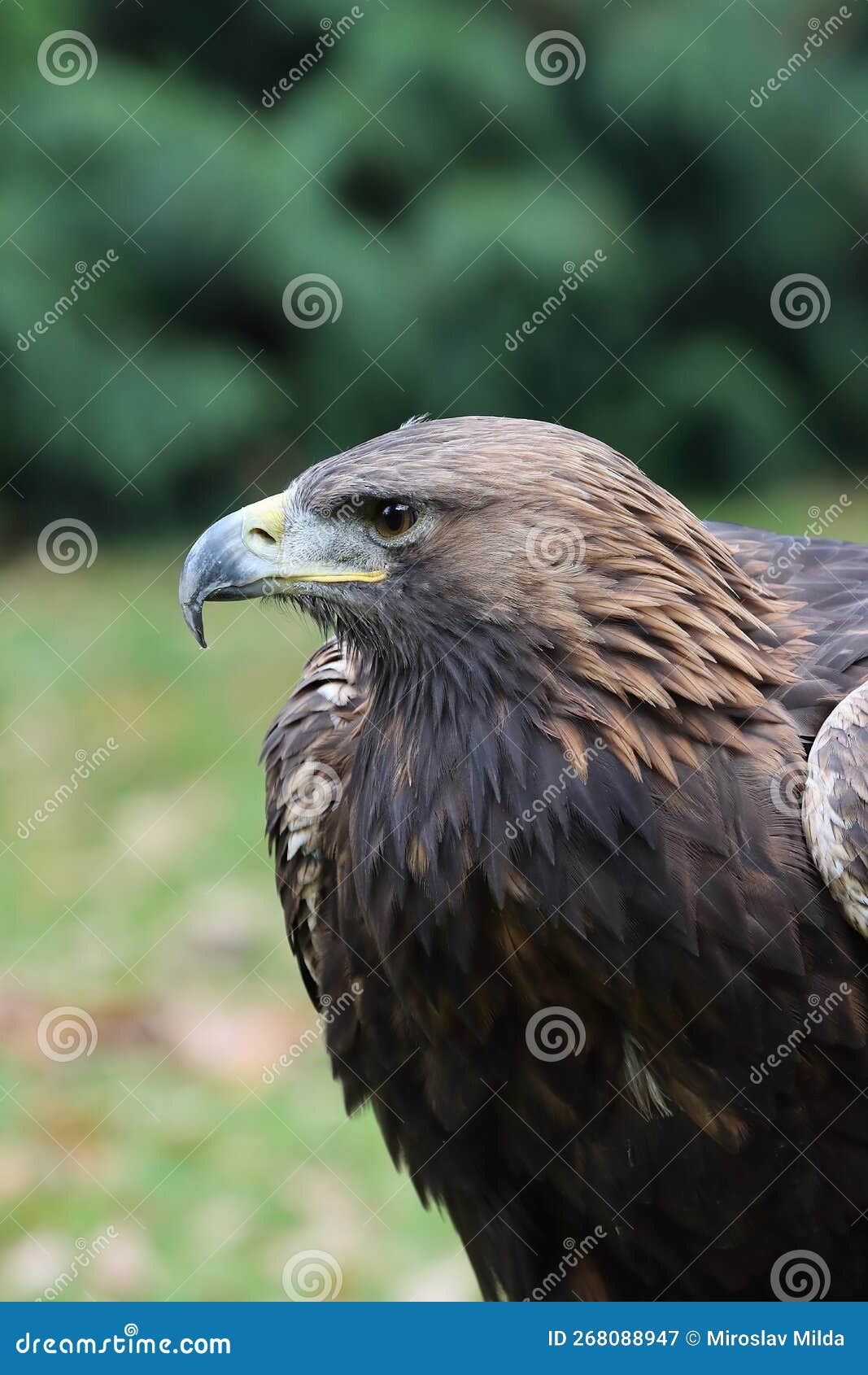 Young Golden Eagle Portrait Stock Image Image of looking, golden