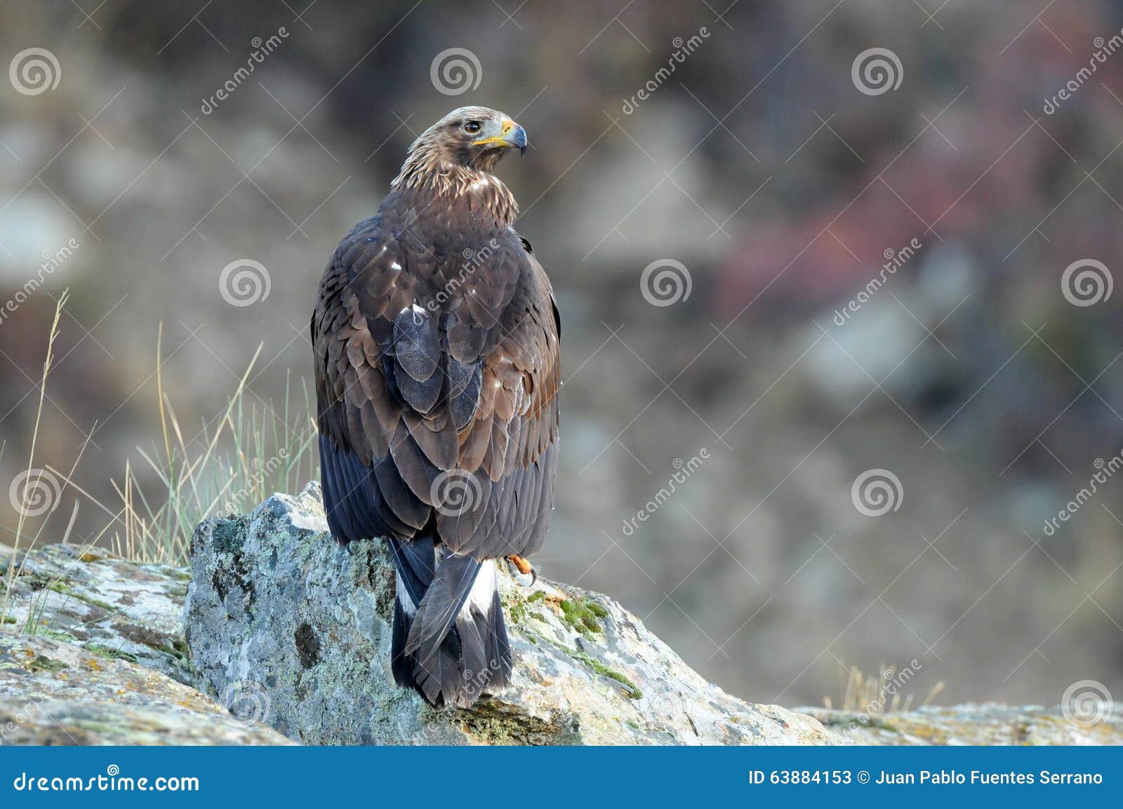 A young golden eagle stock image. Image of animals, adult 63884153