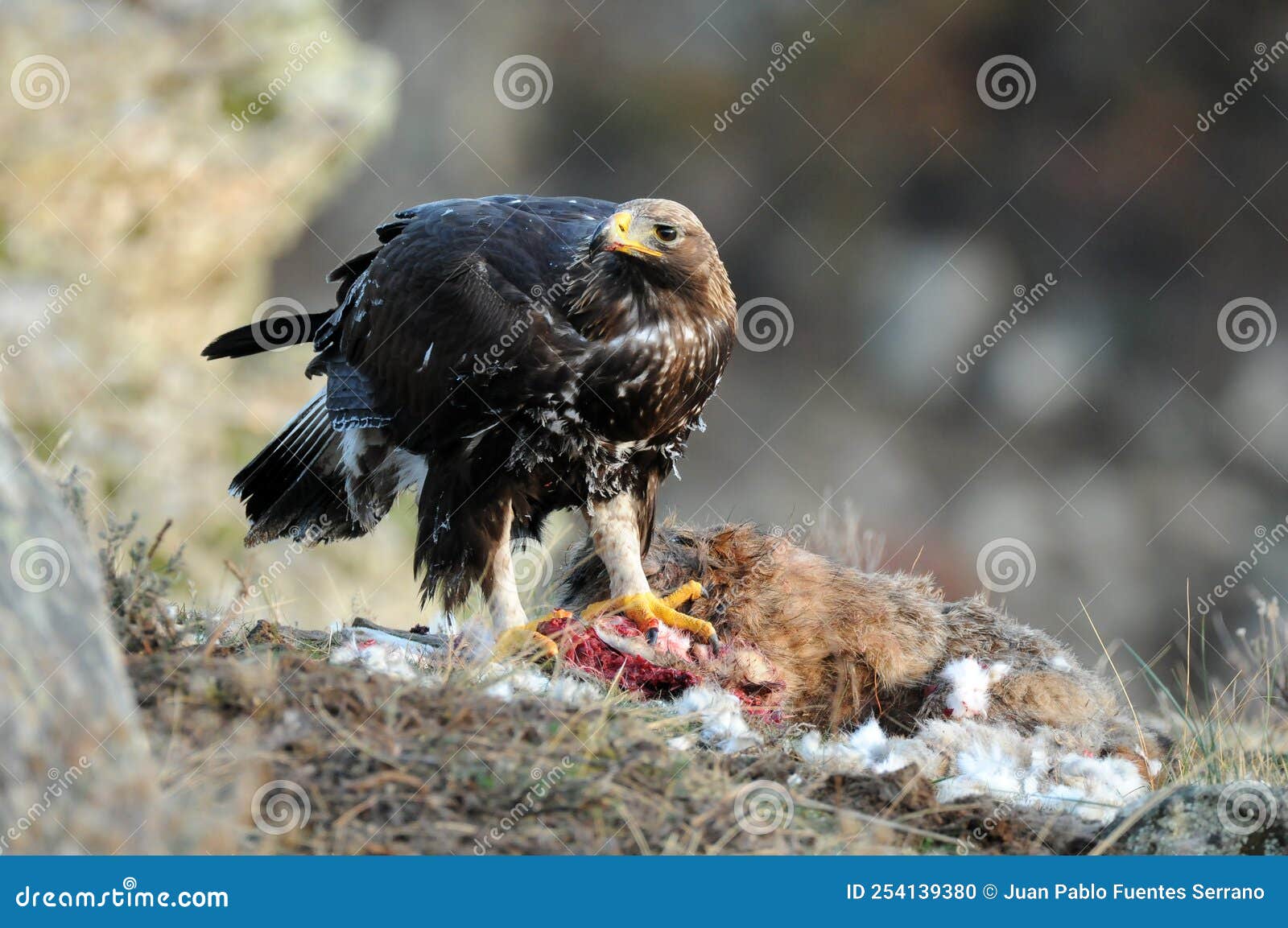 Young Golden Eagle in the Sierra De Avila Stock Photo Image of