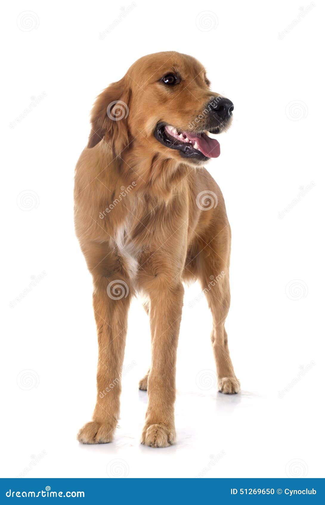 Young golden retriever stock photo. Image of brown, puppy 51269650