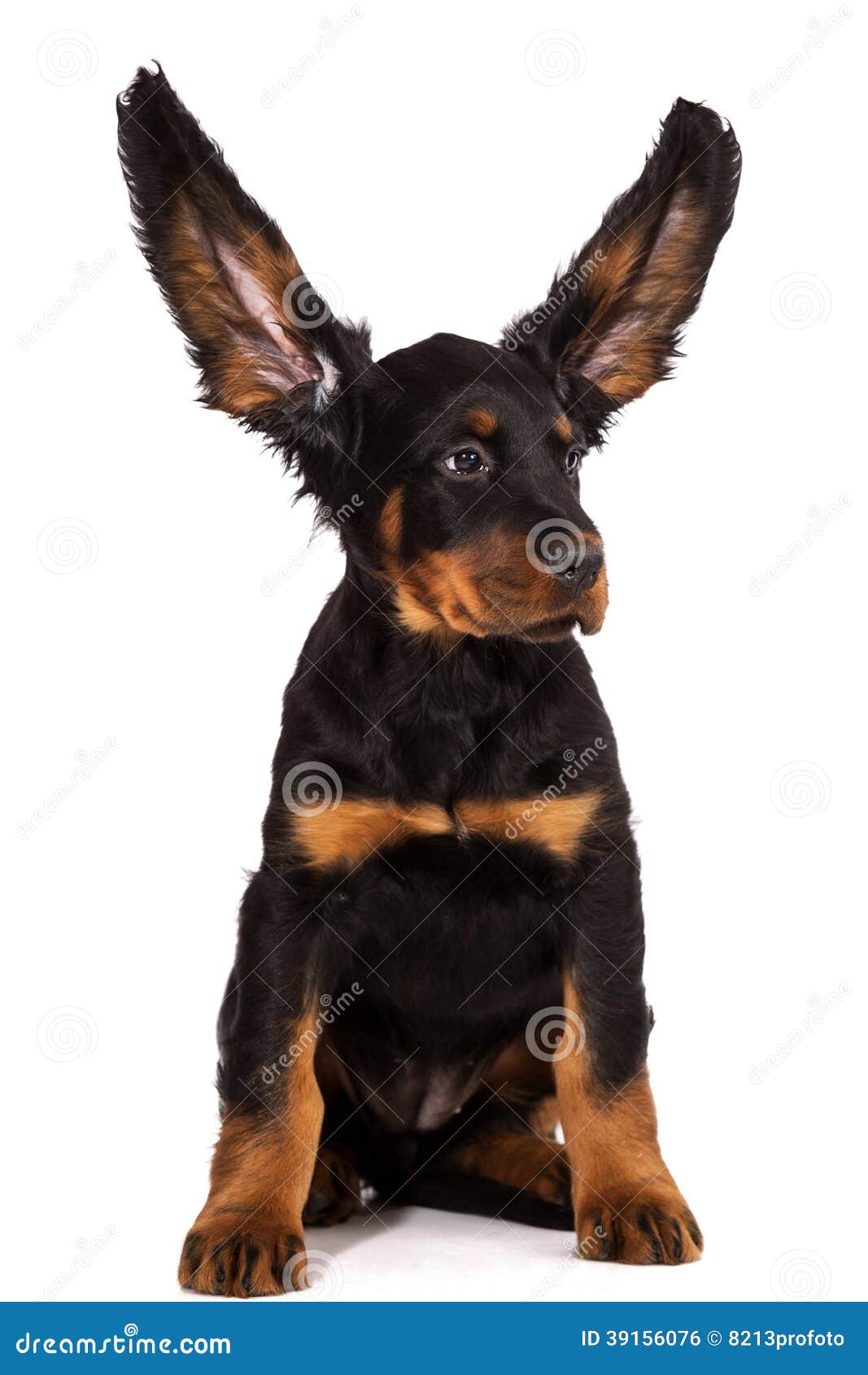 gordon setter valp gordon setter valp