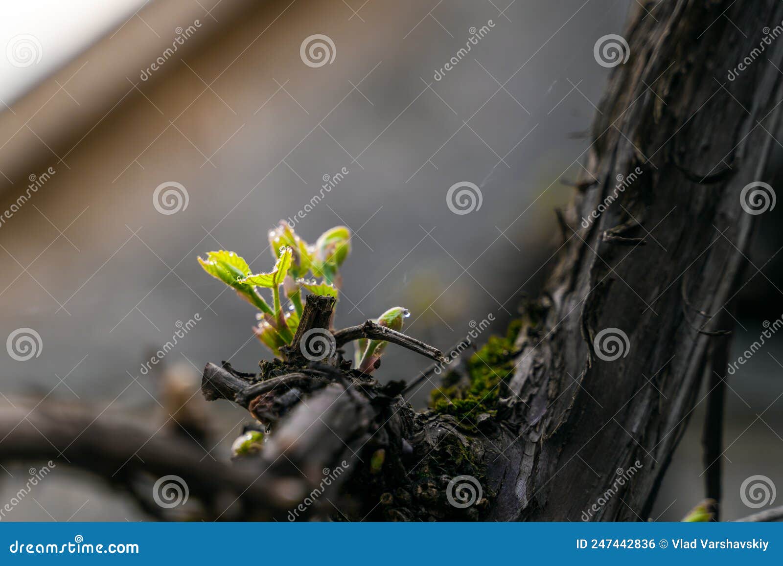 Young Grape Leaves in Dew Drops Closeup. Waking Up the Vineyard after