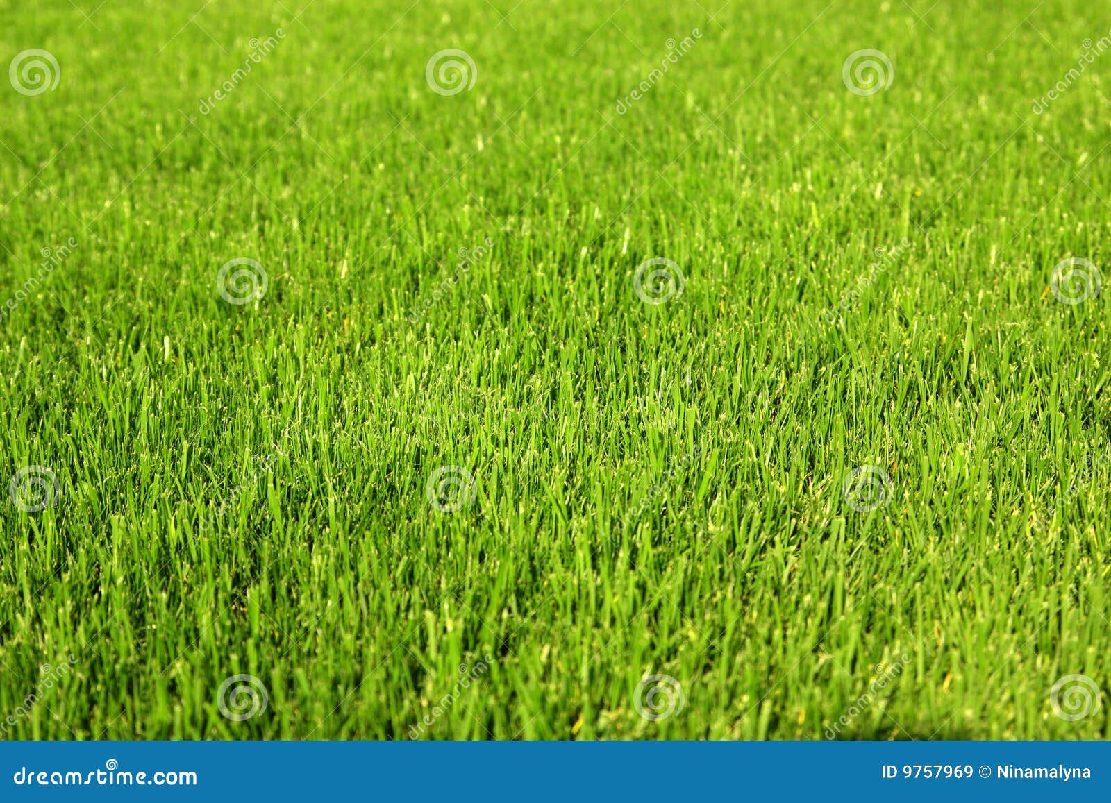 Young grass freshly cut stock image. Image of texture 9757969