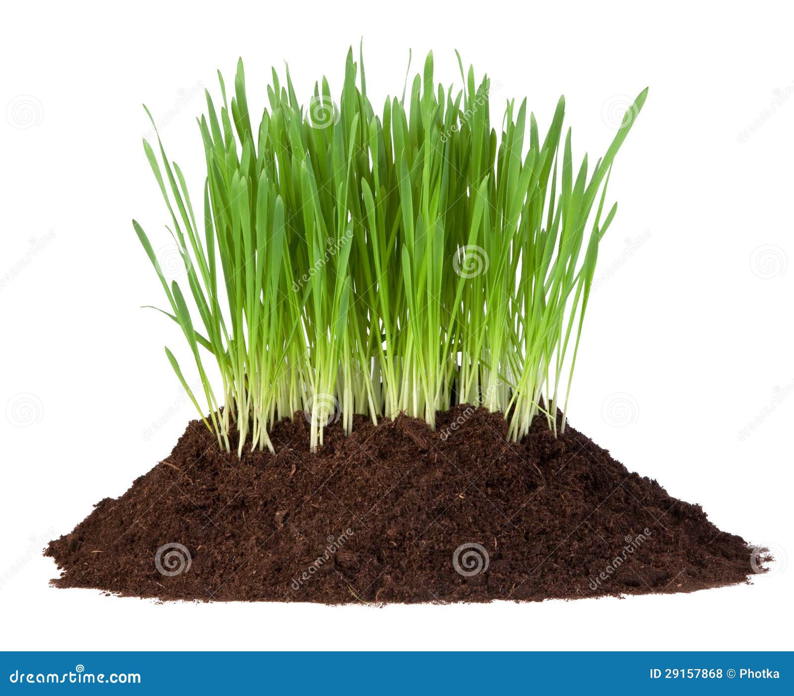 Young Grass Growing In A Pile Of Soil Royalty Free Stock Photos Image